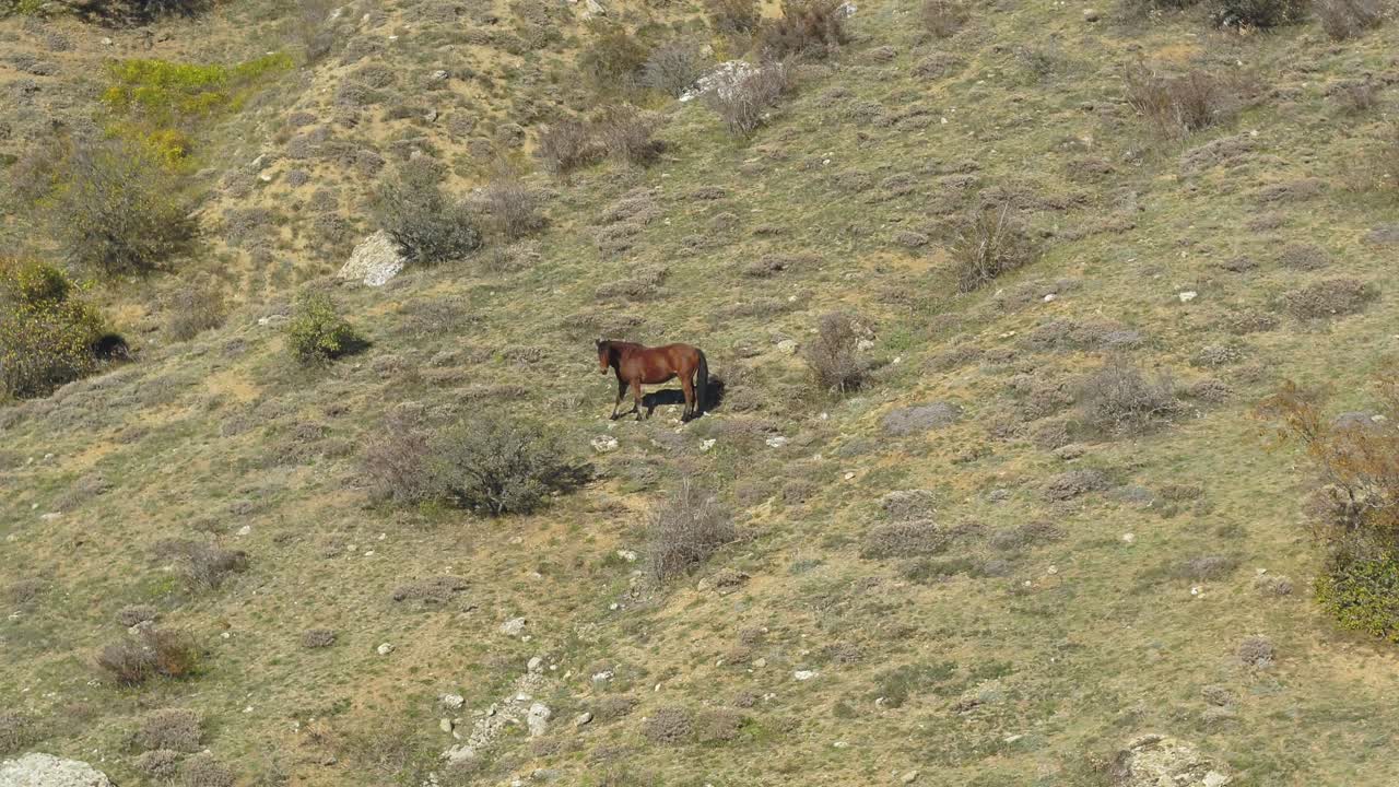 caballo en la ladera de una montaña