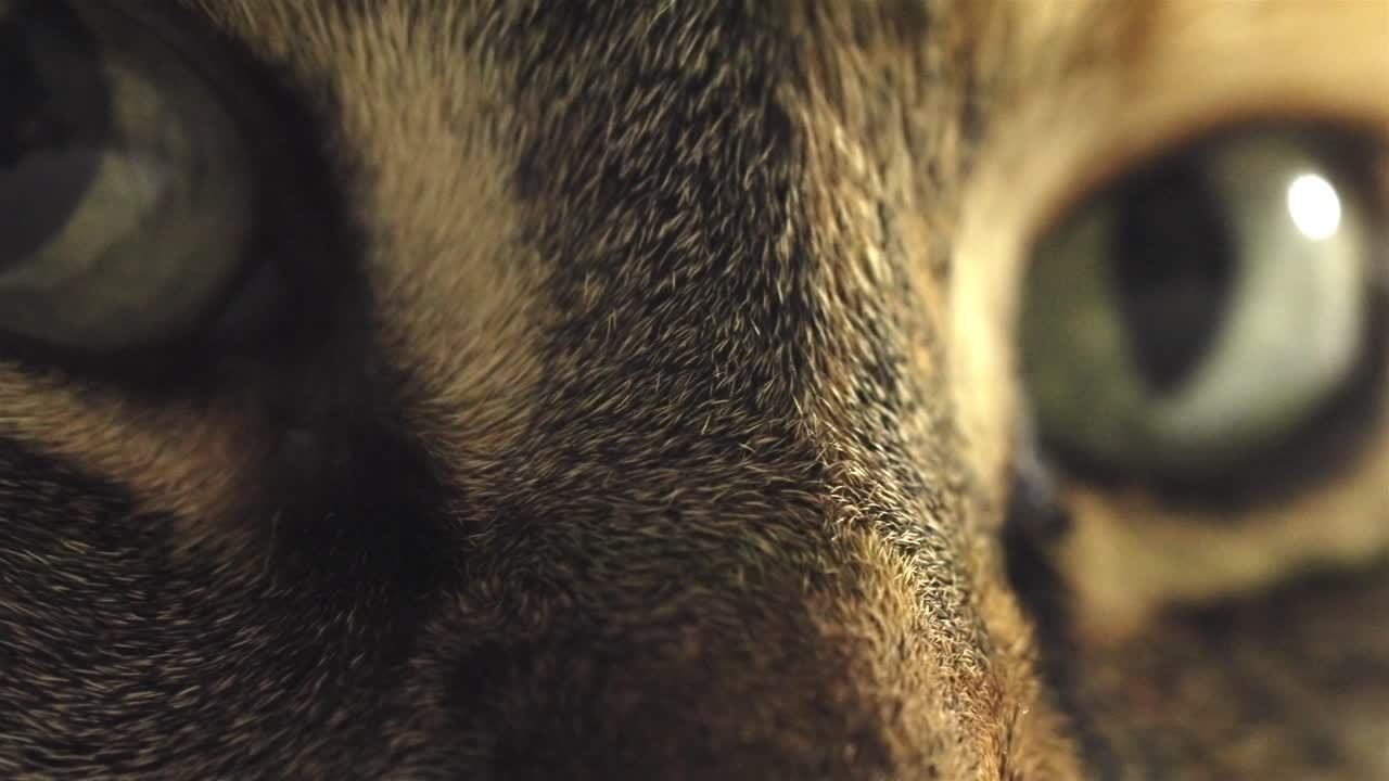 Cat fur texture between eyes close-up shot natural lighting calm