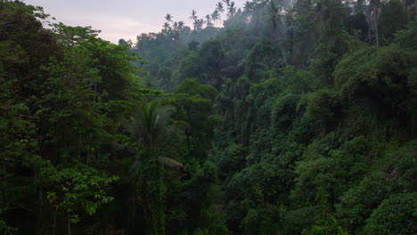 mist covered tropical lush jungle with deep dark green hues, aerial dolly