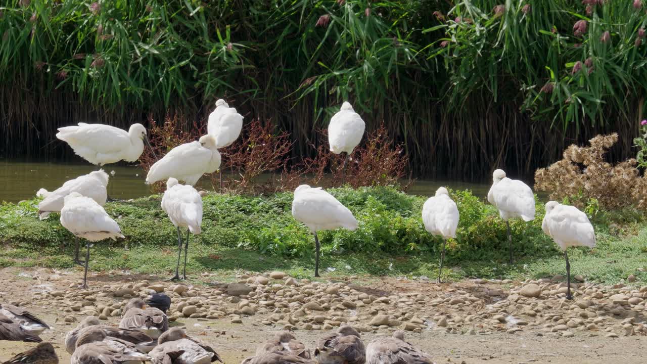 un grupo de cucharones sentados en el borde de un pantano de agua salada rodeado de gansos