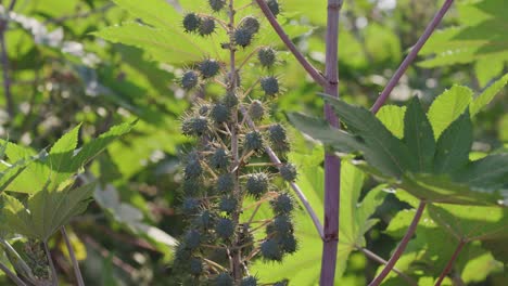 A-handheld-close-up-shot-of-a-castor-bean-plant-with-castor-seeds-in-focus-and-leaves-swaying-to-light-breeze-during-a-sunny-day