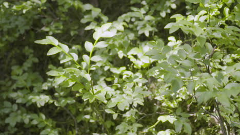 Undergrowth-plants-italian-Alps-in-slow-motion-100-fps