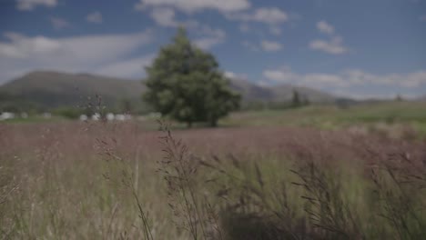 walking through grass using gimbal. slow motion