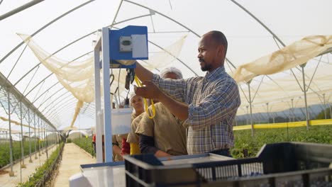 Workers-weighing-their-blueberry-basket-in-queue-4k