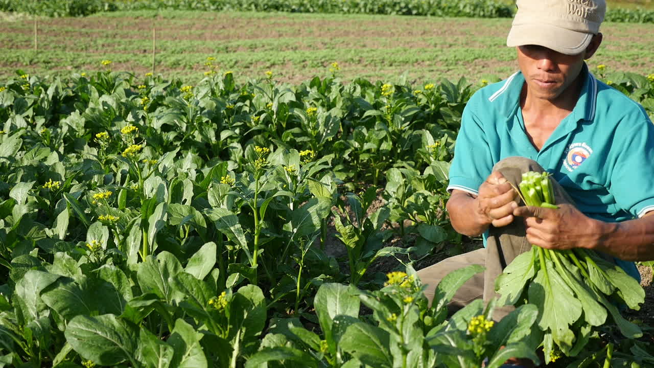 Farmer tending to a Bok Choy field