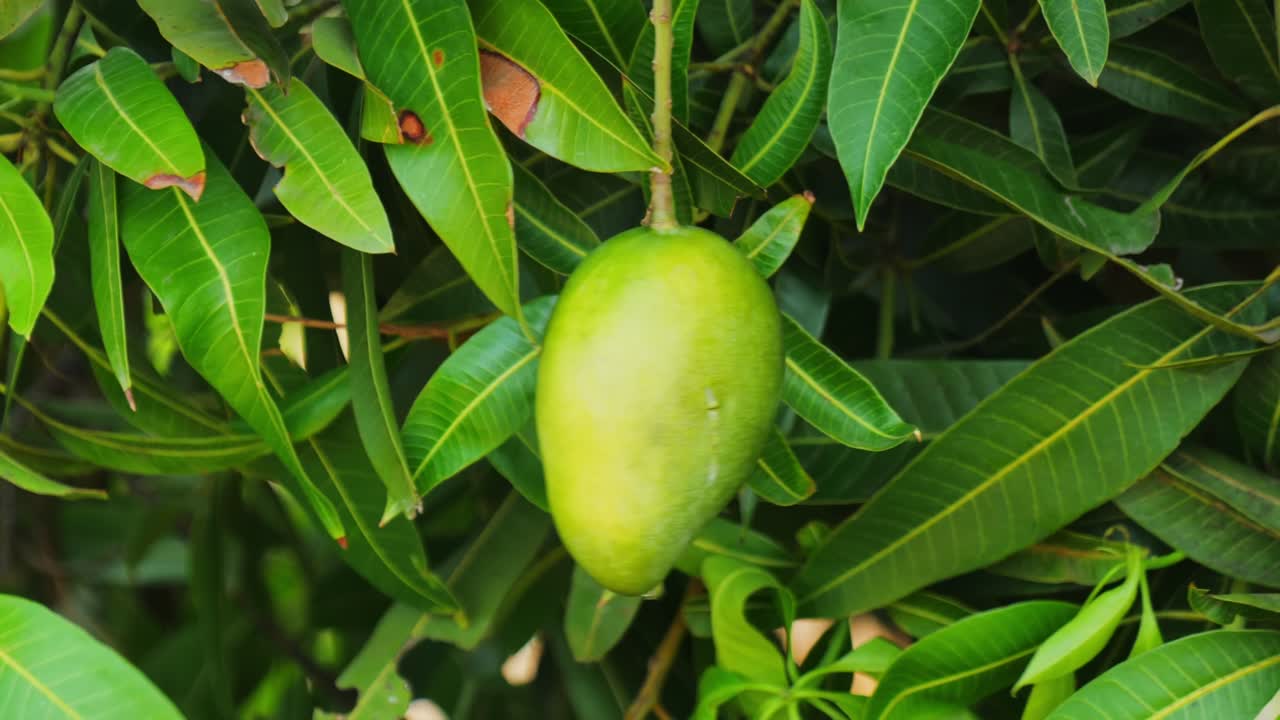 Raw Mango with mango leaves at Telangana, india. day time, stable shot, 4k.