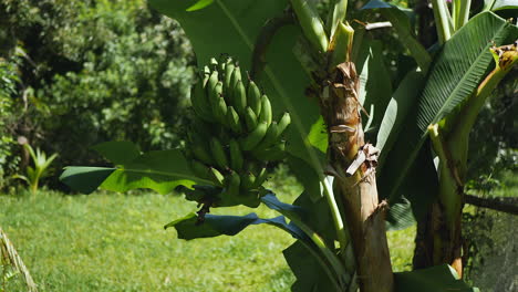 un montón de plátanos verdes y orgánicos que crecen en el árbol - movimiento de paralaje