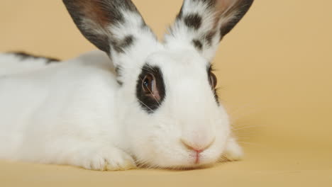 Gentle-Black-Spotted-White-Rabbit-quietly-laid-down-head-on---Portrait-Close-up