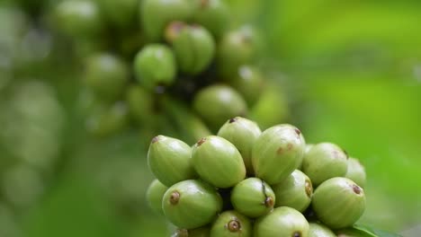 robusta coffee beans growing on a plant at a farm in rural vietnam in the buon ma thuot region