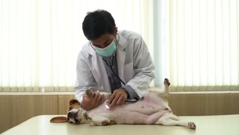 veterinarian doctor examining dog by stethoscope in vet clinic