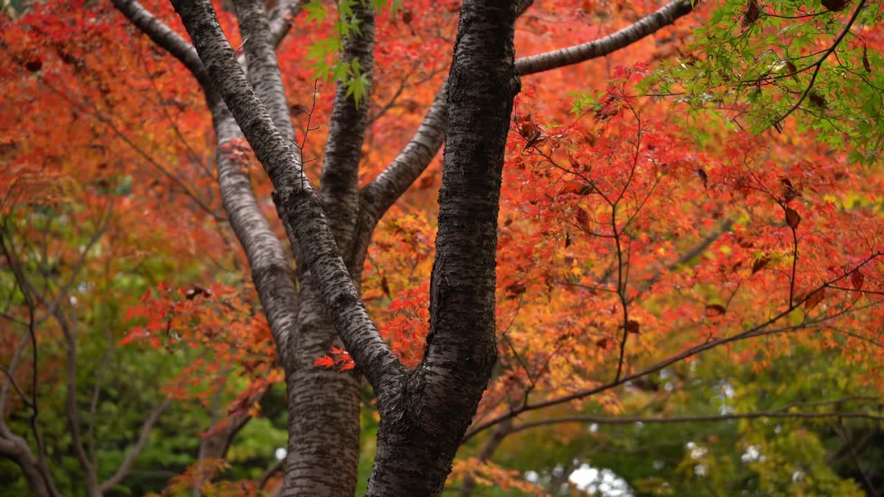 Autumn's Beauty in Japan 2025
