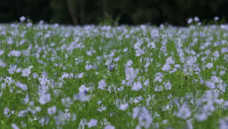 un campo de cultivo de lino azul en worcestershire, inglaterra
