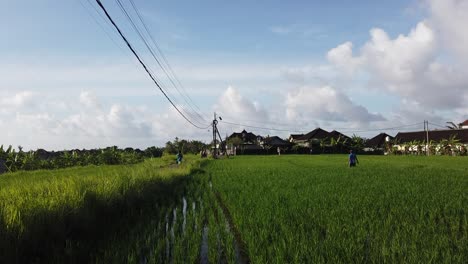 Campo-De-Arroz-Verde-Balinés-En-Clima-Soleado-Con-Granjeros-Haciendo-Trabajo-Agrícola-Cerca-De-Ubud