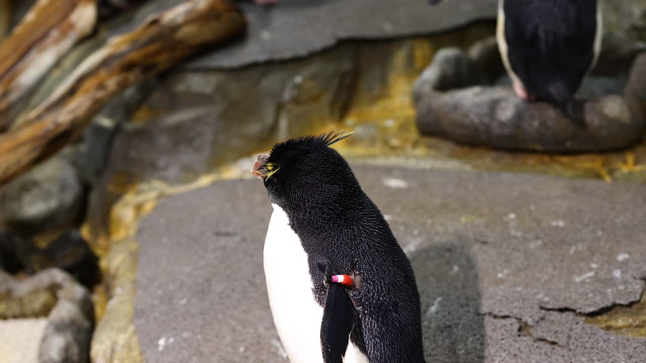 el pingüino se comunica mientras está de pie en las rocas