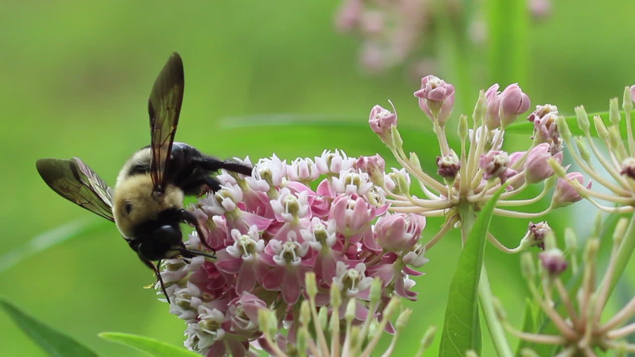abeja recogiendo polen en una flor rosa-2