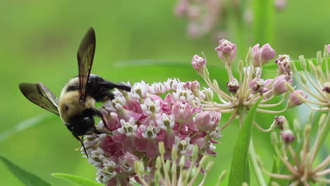 Abeja-Recogiendo-Polen-En-Una-Flor-Rosa-2