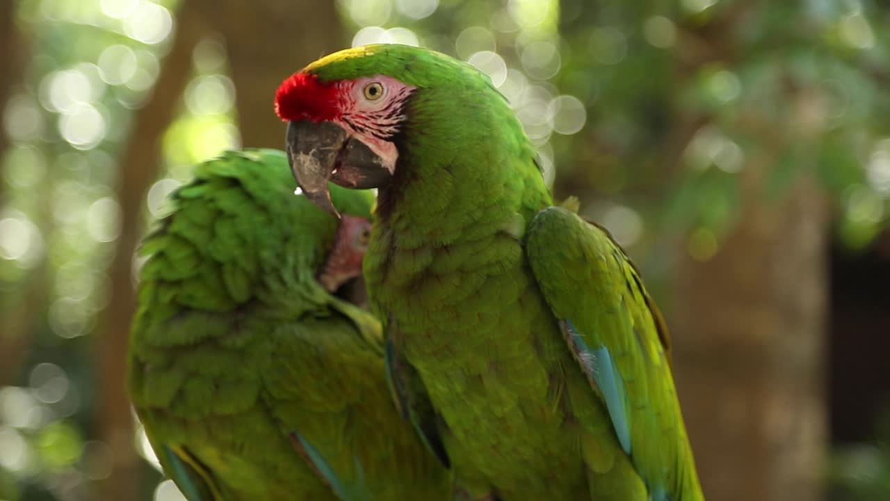 Close up of Green Parrots Macaws standing on a tree. Riviera Maya, Mexico