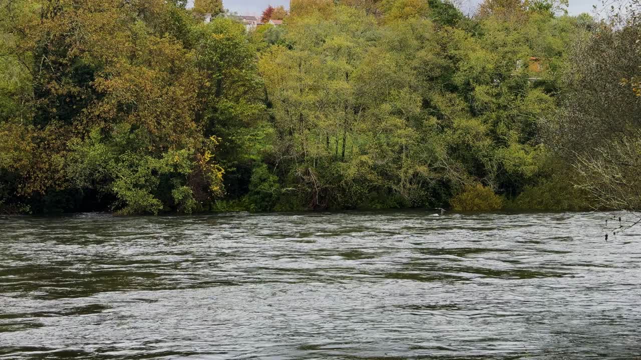 Un cormorano sta volando basso sopra le acque del fiume Lima in crescita