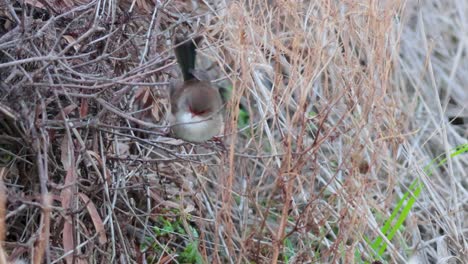 a female fairywren moves through dry foliage