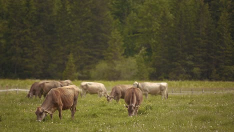 a herd of brown swiss cows grazing on a field with a forest on background in switzerland