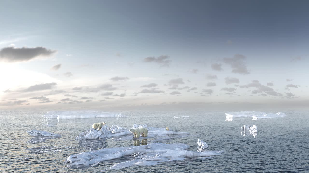Polar Bears on Melting Ice Floes