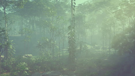 bosque de niebla
