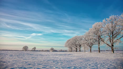 una línea de árboles cubiertos de escarcha en un campo nevado con nubes tenues sobre la cabeza - lapso de tiempo