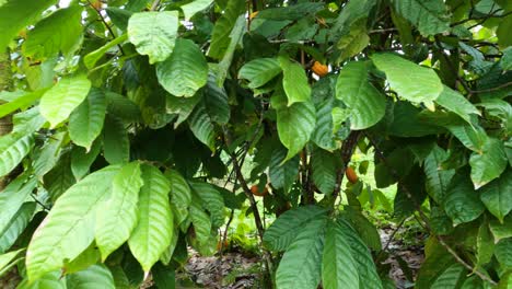 Panoramic-view-of-a-cocoa-tree-laden-with-fruit