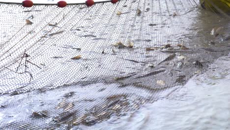 freshly caught sziki-carp fish on fishing net during harvest season in akaszto, hungary. - close up shot