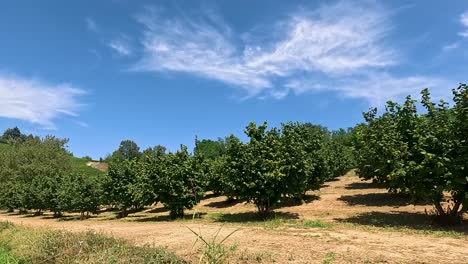 hazelnut and vineyard farmscape