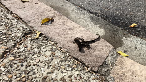 little water dragon stands his ground