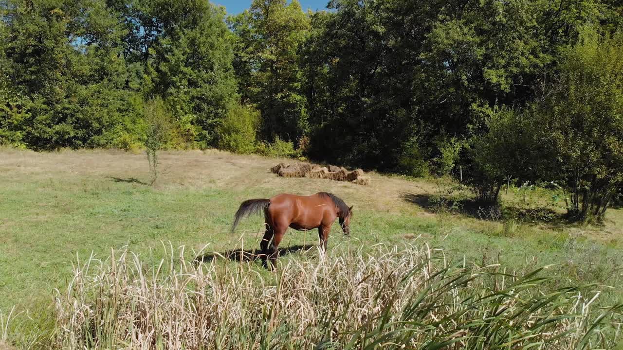 toma aérea baja de un caballo en un campo de hierba junto al bosque