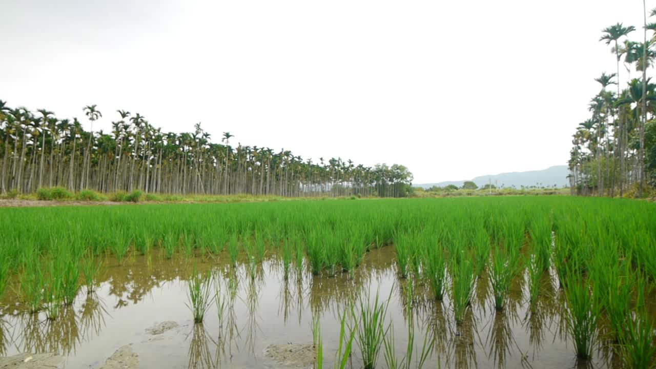 Field of freshly planted rice in Asia, filmed with panning movement from left to right