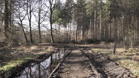 muddy forest path in winter