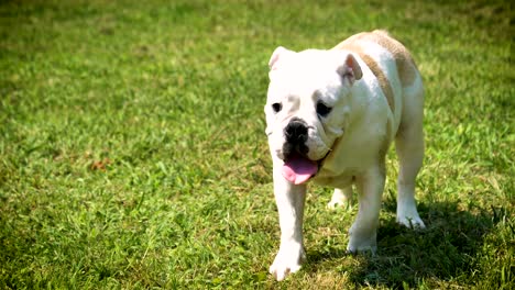 hermoso bulldog inglés marrón blanco, hermosa cara sentada en la hierba, fondo de la naturaleza. concepto: un perro paródico, animales favoritos, amigos verdaderos, el pedigrí de un perro, el perro de un amigo, una pequeña lana.