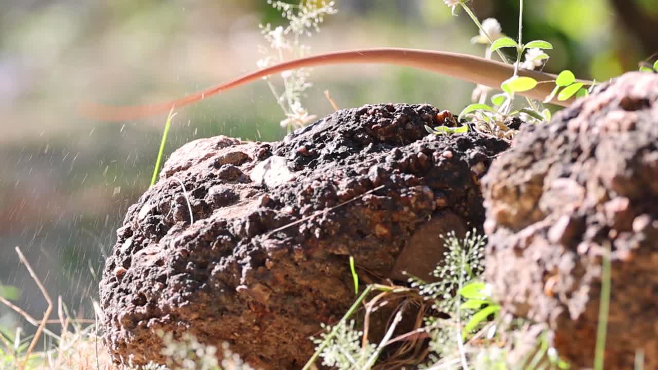 A lizard swiftly moves over a sunlit rock, surrounded by small plants and grass.
