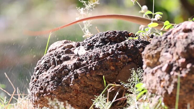 A lizard swiftly moves over a sunlit rock, surrounded by small plants and grass.