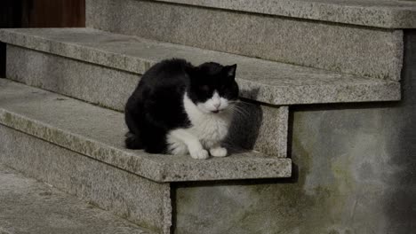 Sleepy-Tuxedo-Gato-Blanco-Y-Negro-Tomando-El-Sol-Relajado-En-Escaleras-De-Piedra