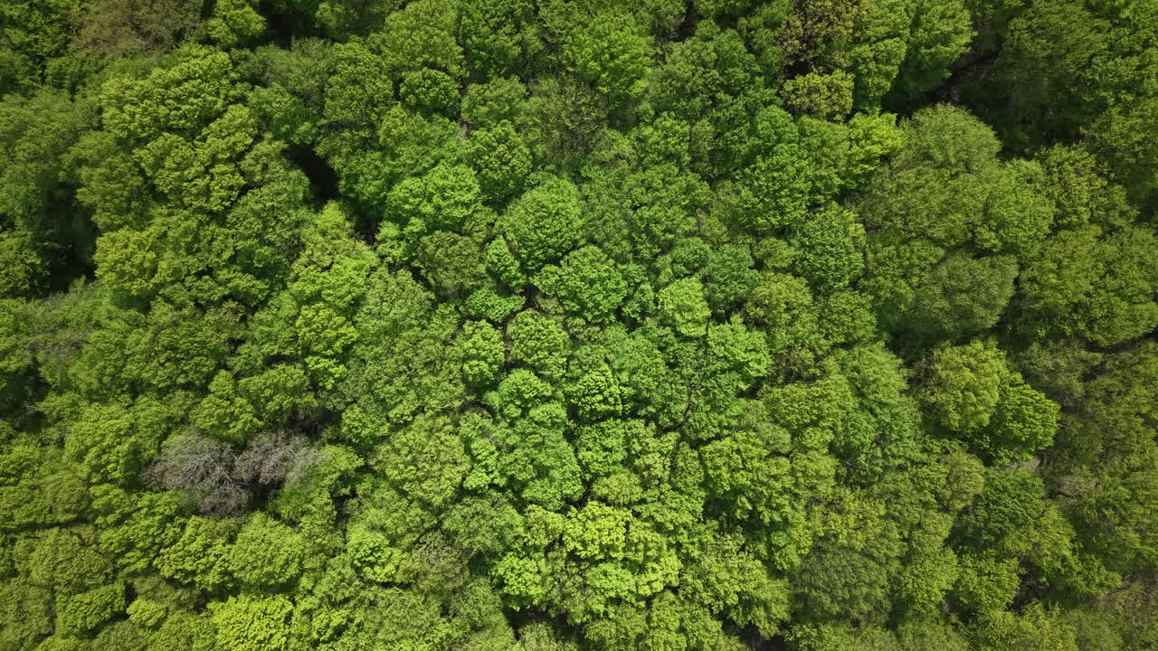 An expansive, vibrant green forest canopy is captured from an aerial perspective, showcasing the lushness and density of thriving woodland habitat, symbolizing environmental health