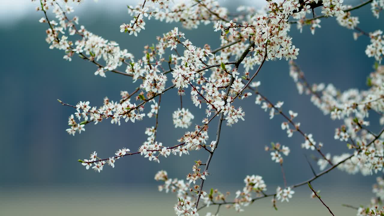 Fiori di melo in primavera con un bokeh puro