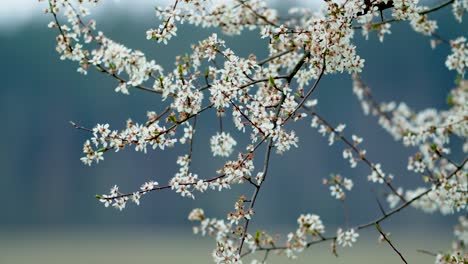 apple tree blossoms in spring with pure bokeh