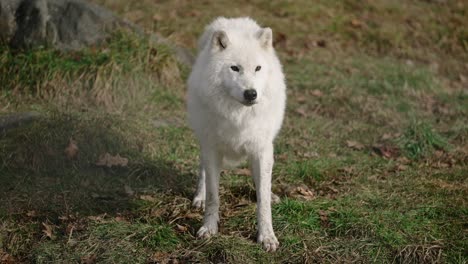 Stunning-White-Wolf-Stands-in-Field-and-Takes-in-Surroundings-High-frame-Rate