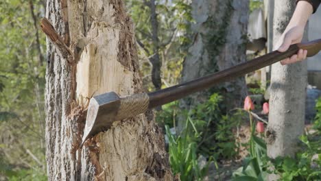 young caucasian man sticking an axe into a tree