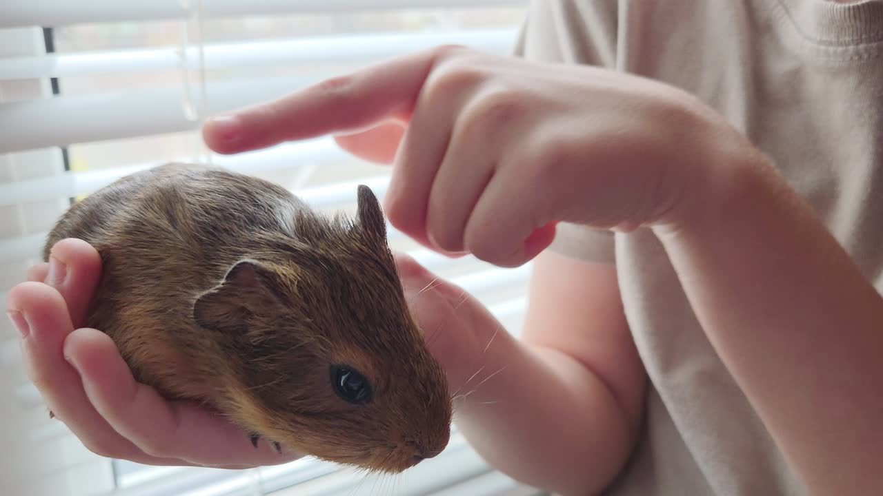 Child Gently Holds a Brown Guinea Pig by Window