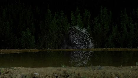 indian crested porcupine is drinking at night from a natural spring