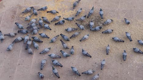palomas comiendo granos durante el día desde el ángulo superior