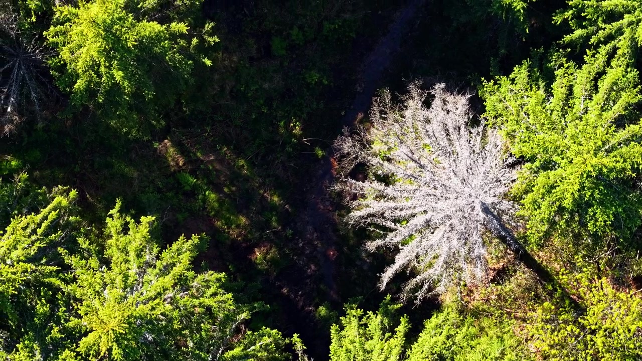 Aerial top-down view of a white flowering tree surrounded by dense green forest, showing spring woodland contrast and natural canopy texture.