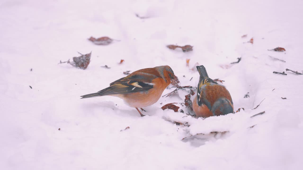Zwei kleine bunte Vögel auf Nahrungssuche im Winterschnee