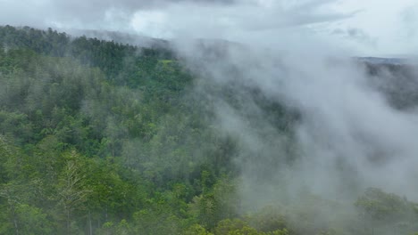 drone flying through the mist over a stunning queensland prehistoric rain forest