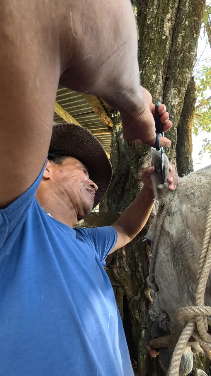 Man Trimming Donkey's Ear with Scissors on a Farm